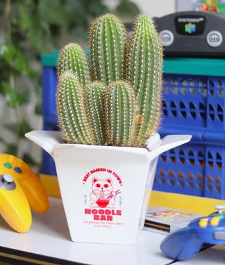 Übertopf / Vase „Ramen“