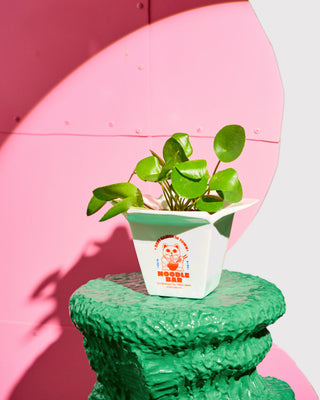Hot Stuff – Das spicy Geschenkset 🌶️🍜